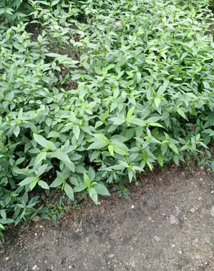 Plots of Land for Sale at Spintex