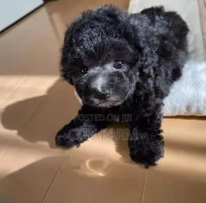 1-3 months Male Purebred Maltese
