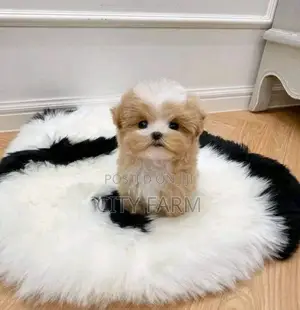 1-3 months Female Purebred Maltese
