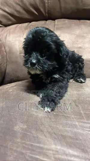 1-3 months Male Purebred Maltese