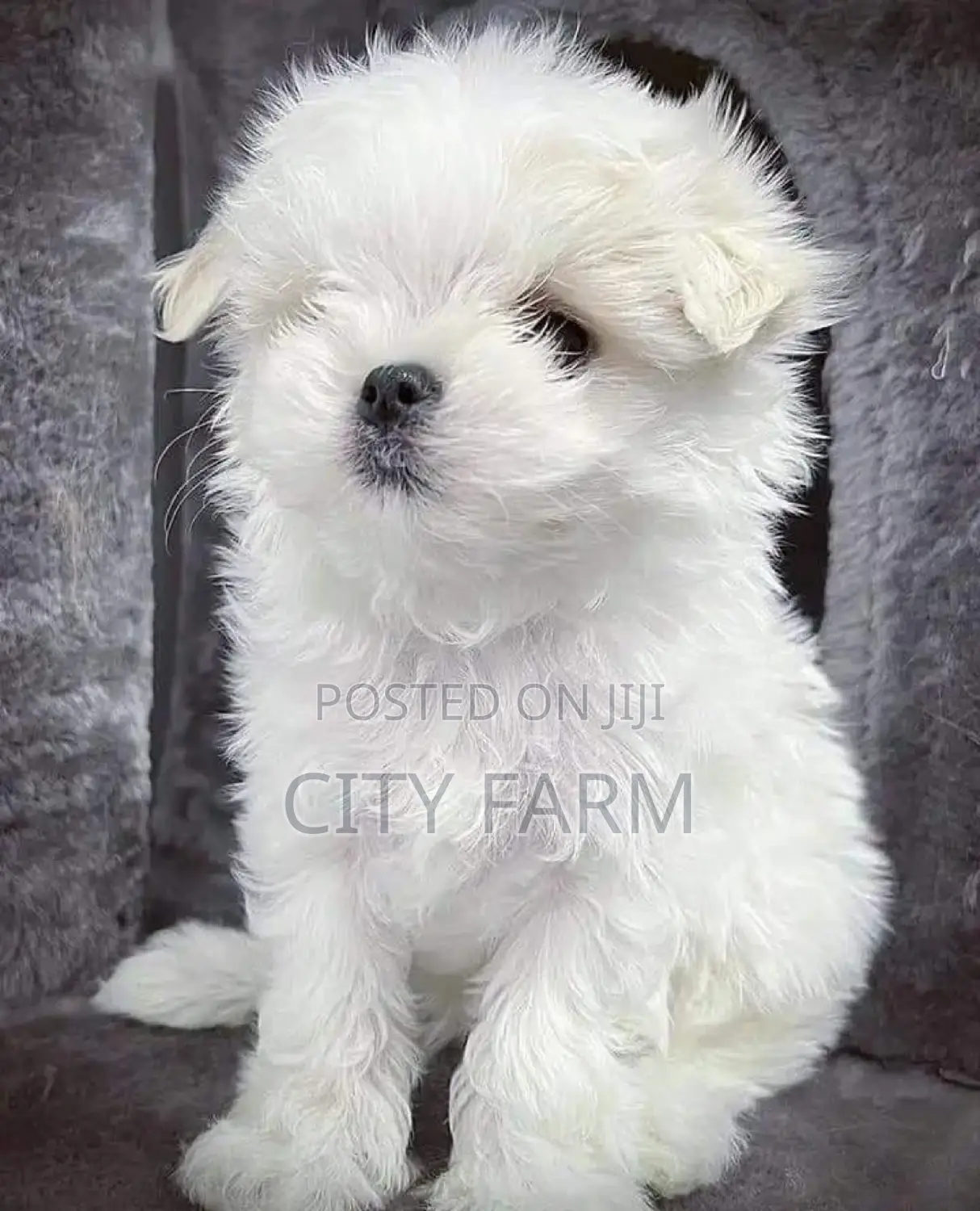 1-3 months Male Purebred Maltese