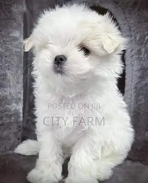 1-3 months Male Purebred Maltese