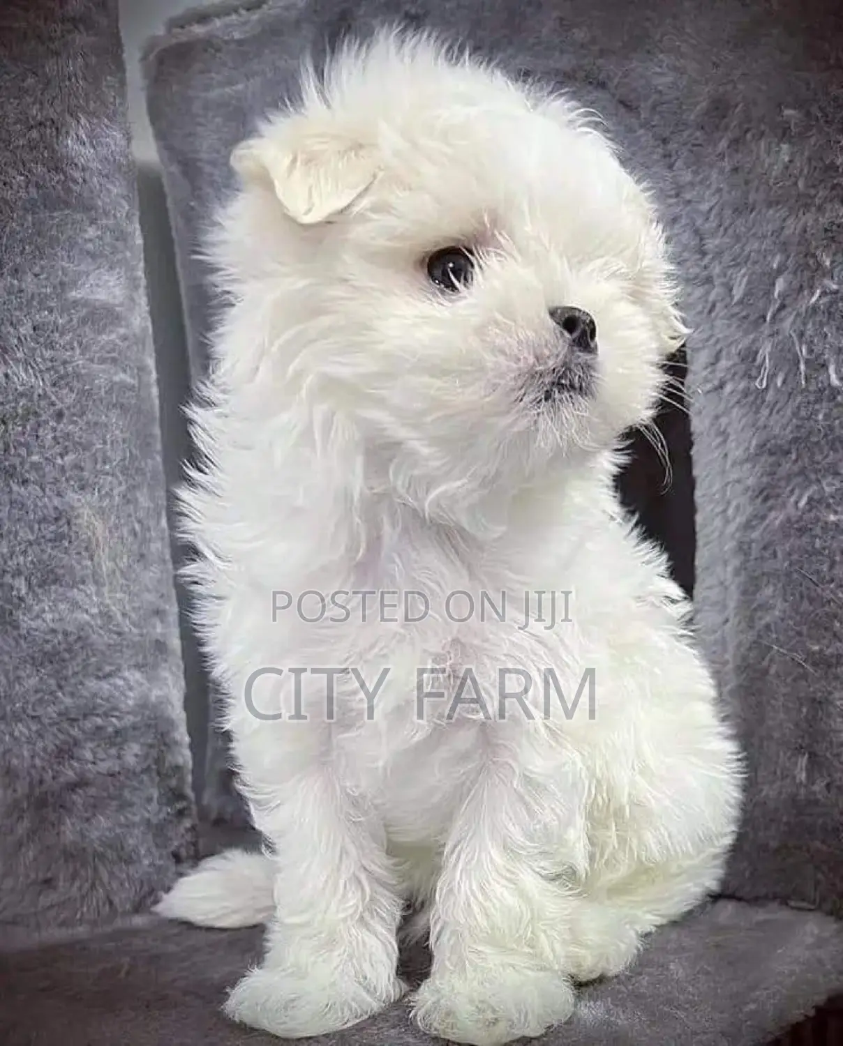 1-3 months Male Purebred Maltese