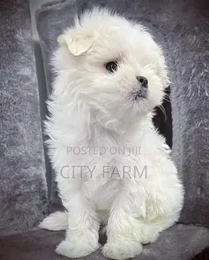 1-3 months Male Purebred Maltese