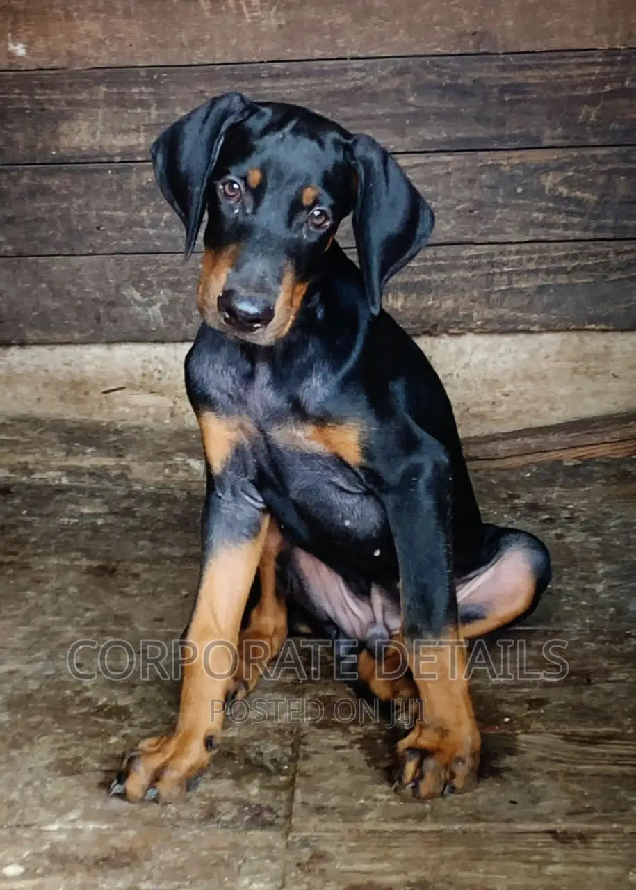 1-3 months Male Purebred Doberman Pinscher