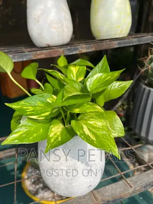 Mini Table Top Flower for Sale
