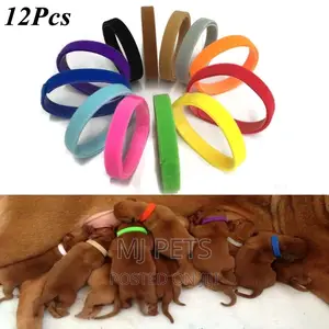 Identification Collar for Puppies