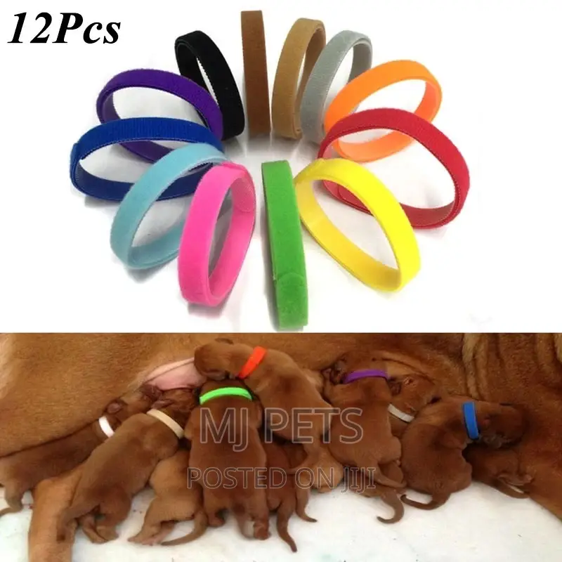Identification Collar for Puppies