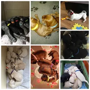 Identification Collar for Puppies