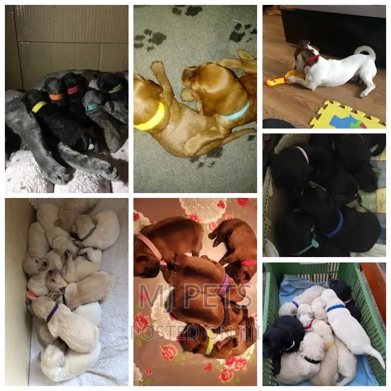 Identification Collar for Puppies