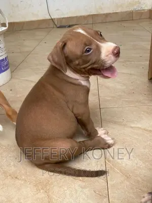 1-3 months Male Purebred American Pit Bull Terrier