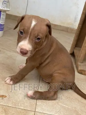 1-3 months Male Purebred American Pit Bull Terrier