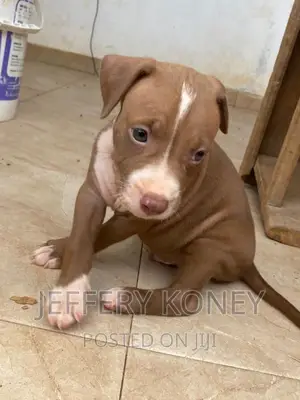 1-3 months Male Purebred American Pit Bull Terrier