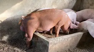 Clean Lean Pigs