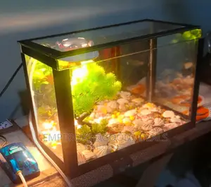 Aquarium With Fish