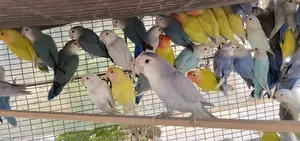 Exotic Lovebirds