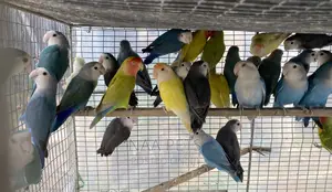 Exotic Lovebirds