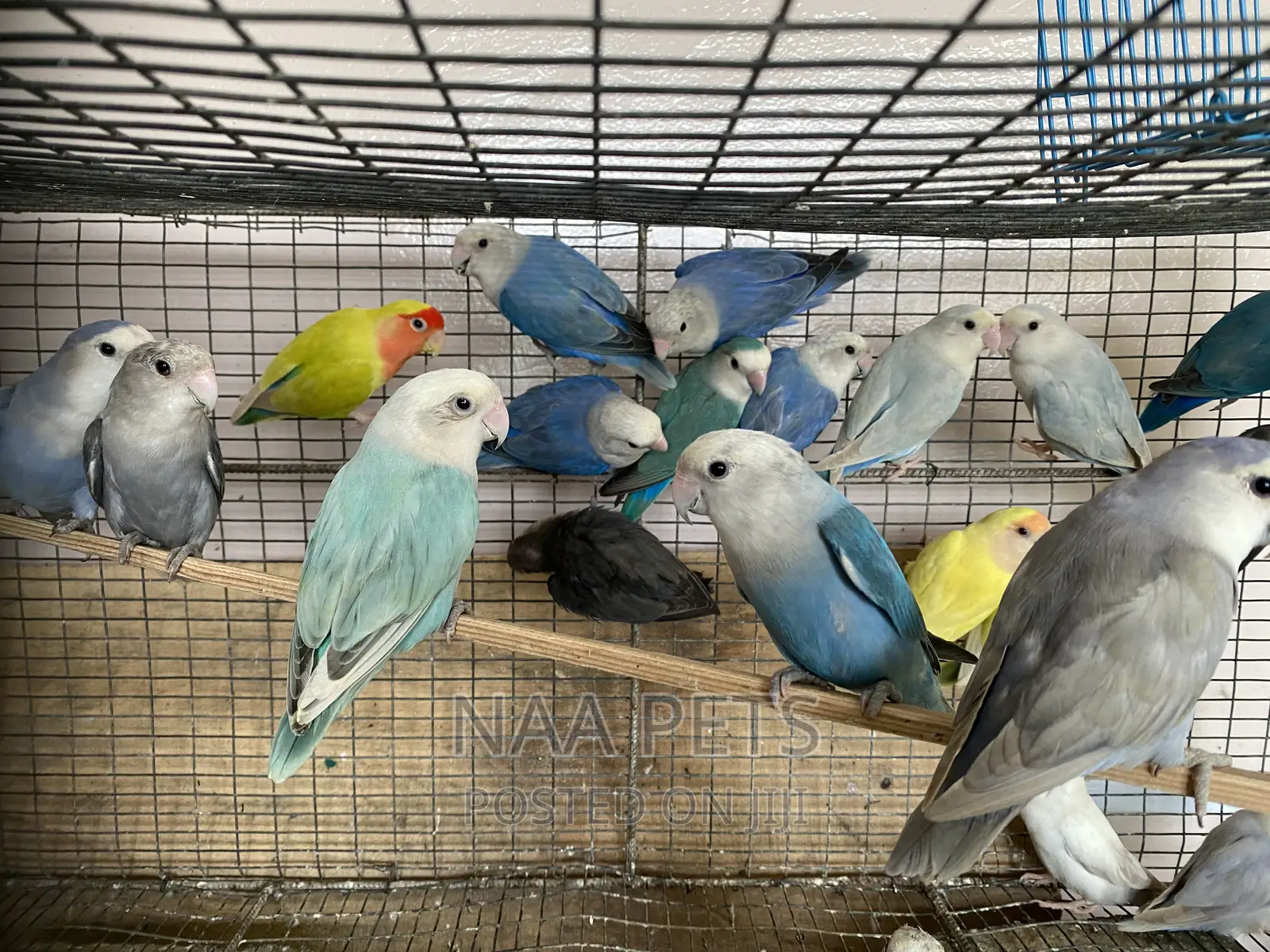 Exotic Lovebirds