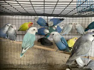 Exotic Lovebirds