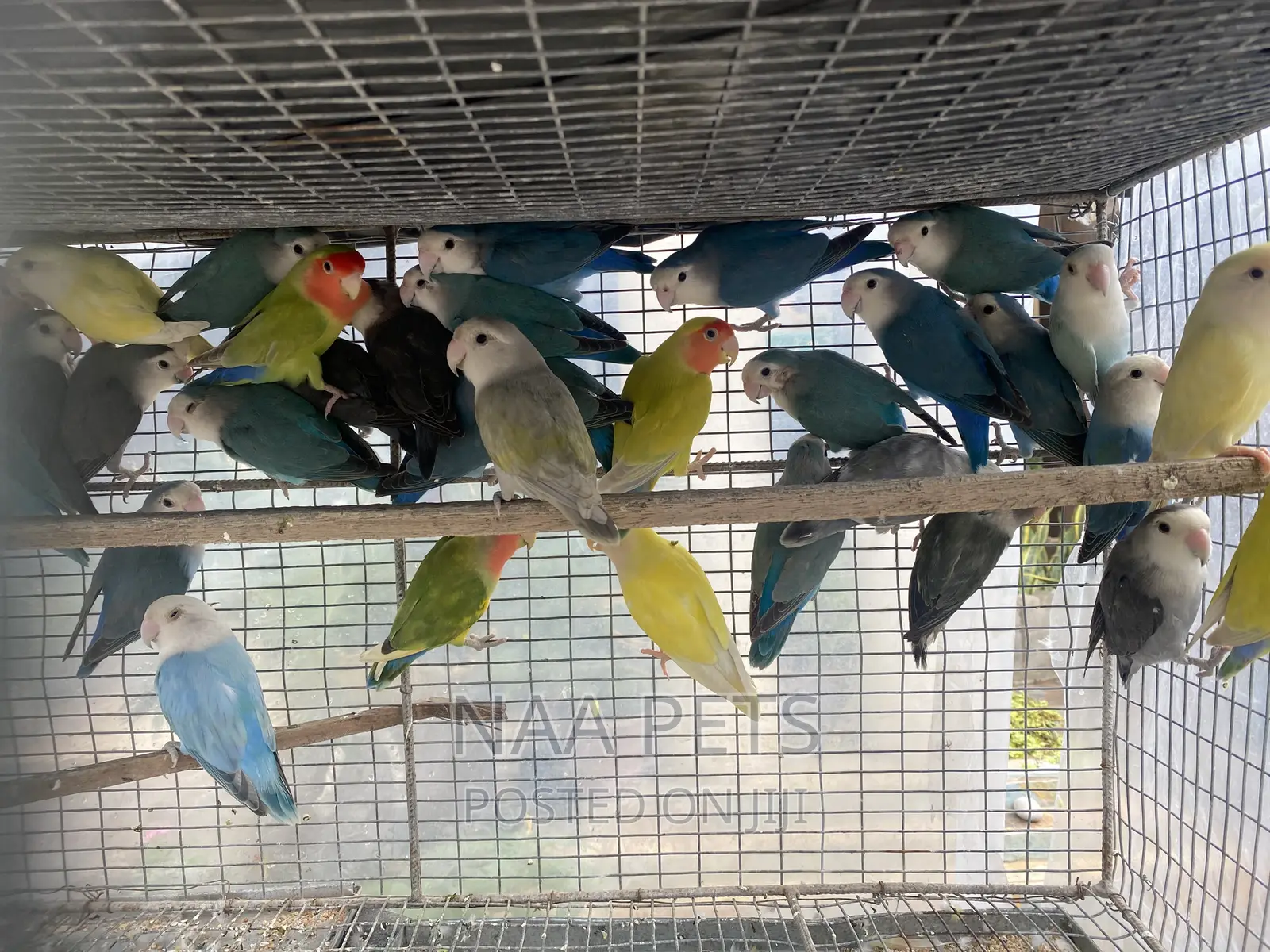 Exotic Lovebirds