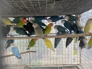 Exotic Lovebirds