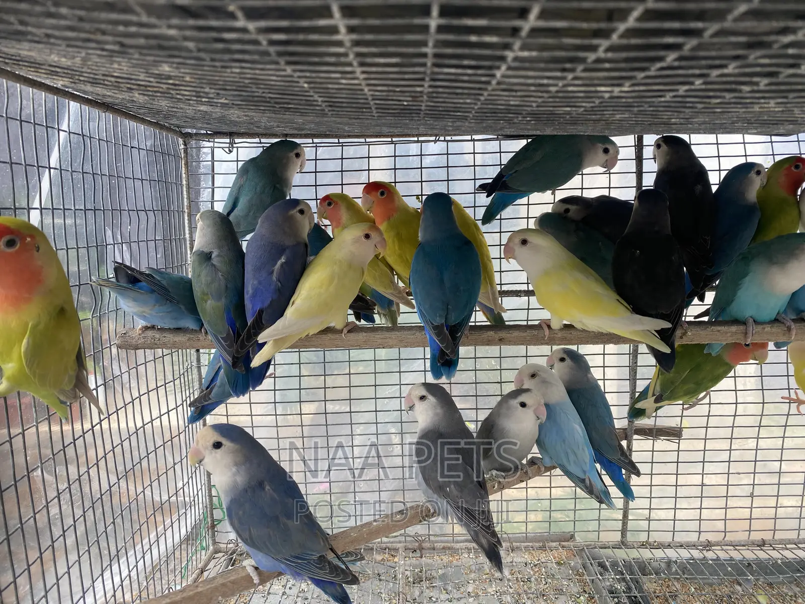 Exotic Lovebirds