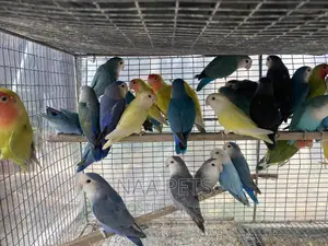 Exotic Lovebirds