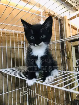 1-3 months Male Mixed Breed Turkish Van