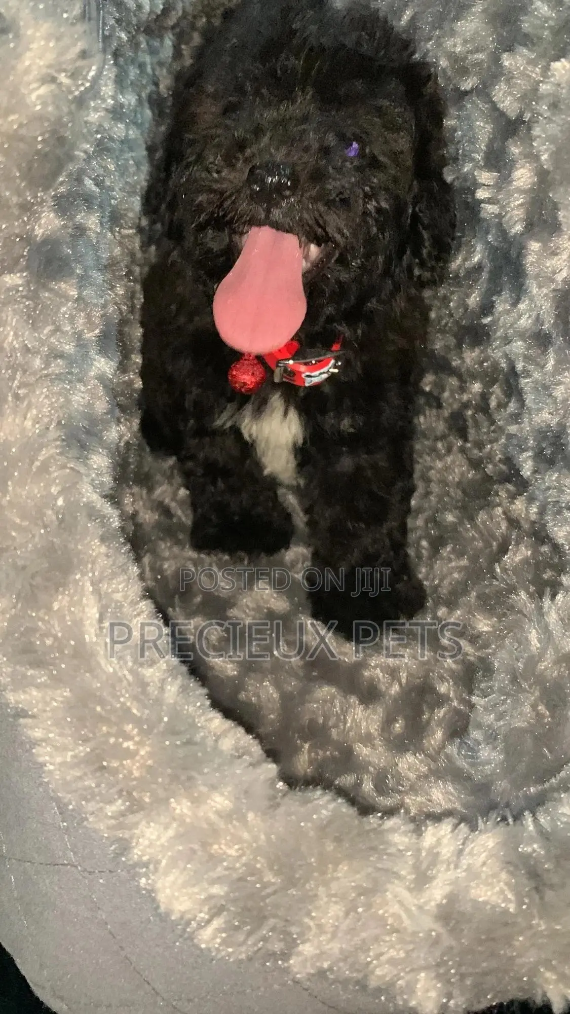 1-3 months Male Purebred Poodle