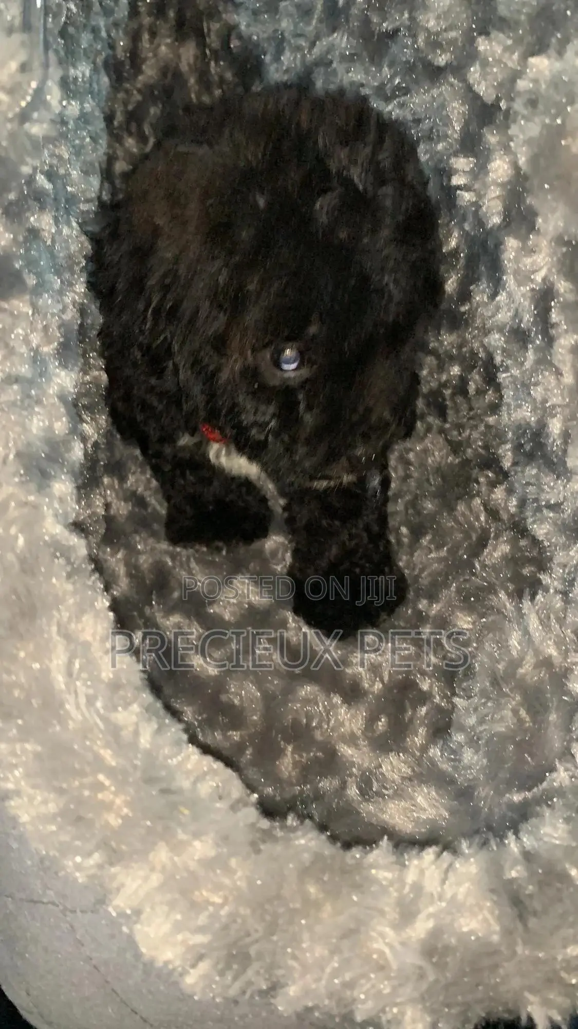 1-3 months Male Purebred Poodle