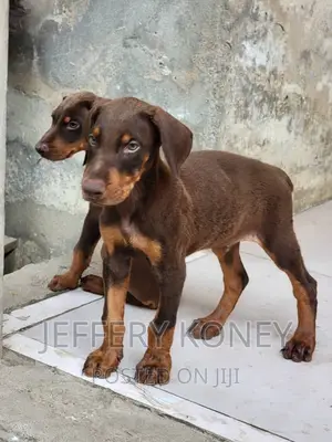 1-3 months Male Purebred Doberman Pinscher