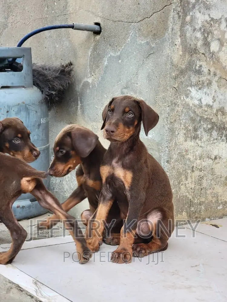 1-3 months Male Purebred Doberman Pinscher