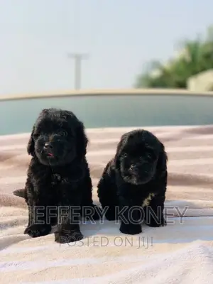 1-3 months Male Purebred Poodle