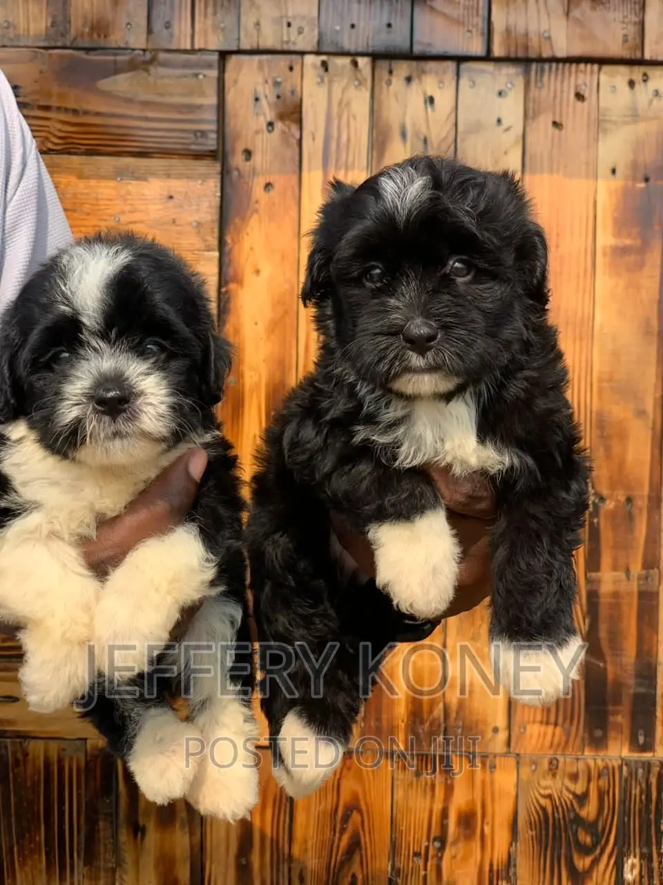1-3 months Male Purebred Poodle