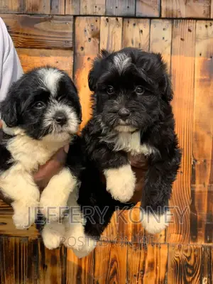 1-3 months Male Purebred Poodle