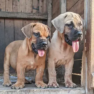 1-3 months Female Purebred Boerboel