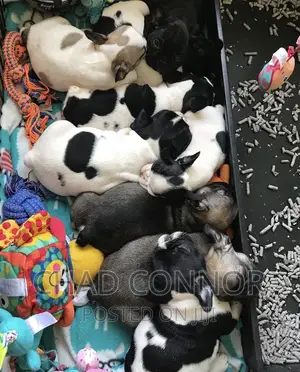 1-3 months Male Purebred French Bulldog