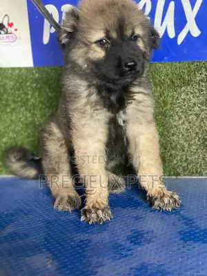 1-3 months Female Purebred Caucasian Shepherd