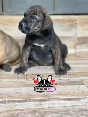 1-3 months Male Purebred Boerboel