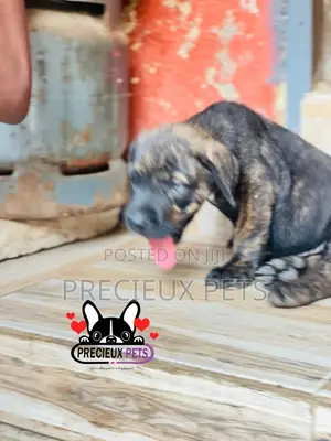 1-3 months Male Purebred Boerboel