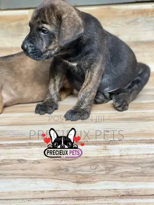 1-3 months Male Purebred Boerboel