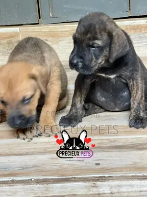 1-3 months Male Purebred Boerboel