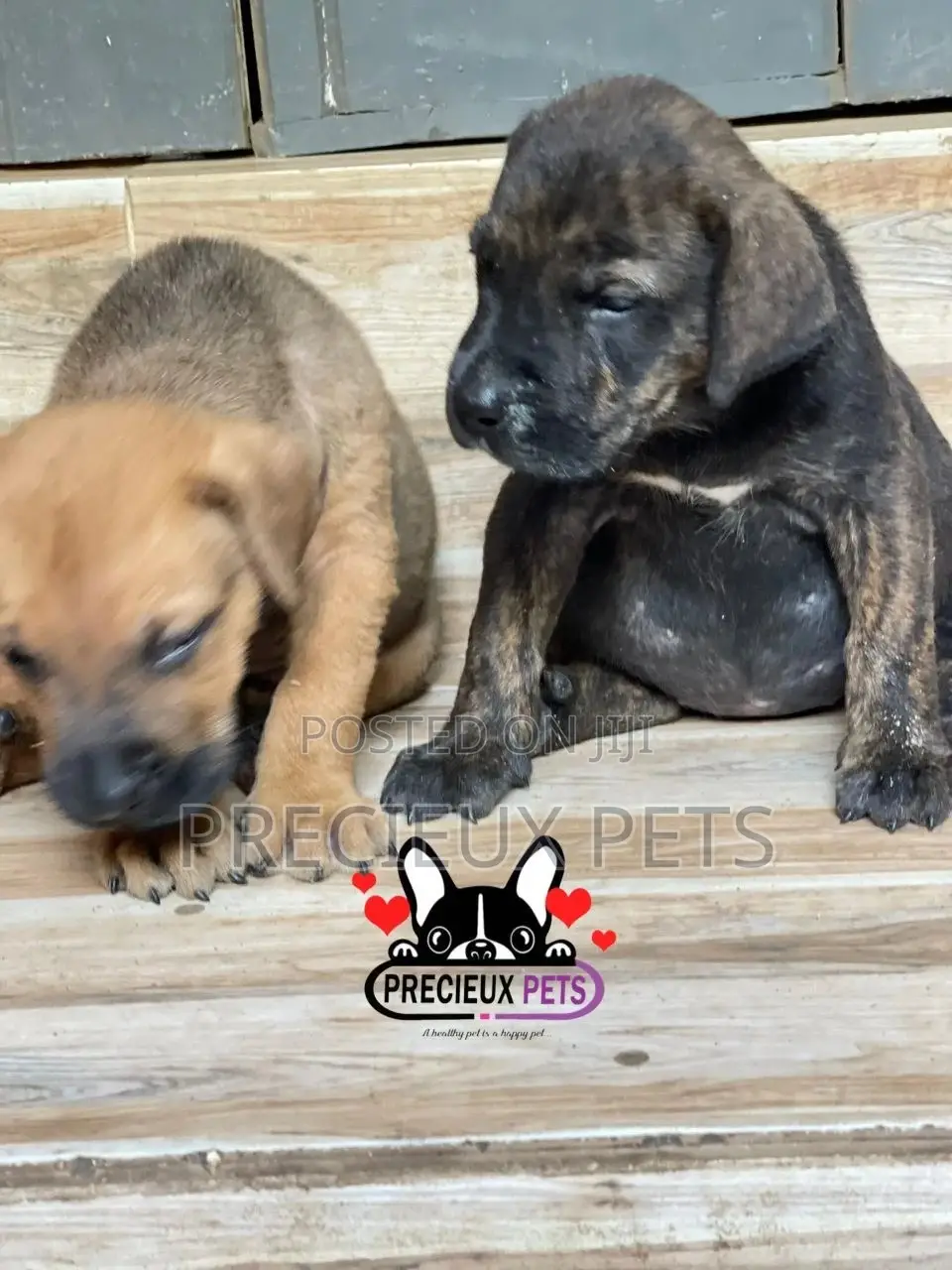 1-3 months Male Purebred Boerboel