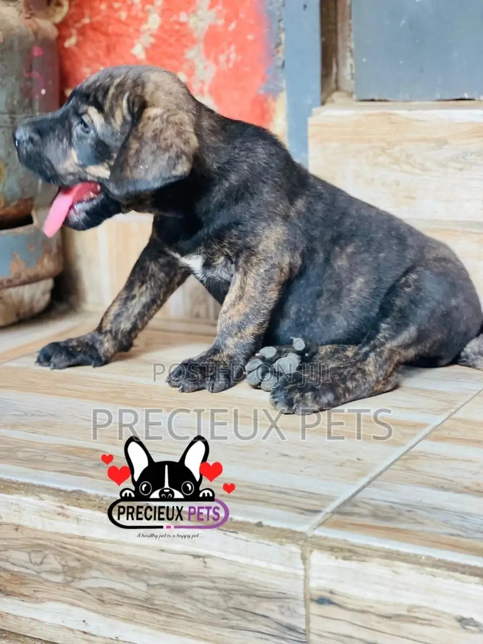1-3 months Male Purebred Boerboel