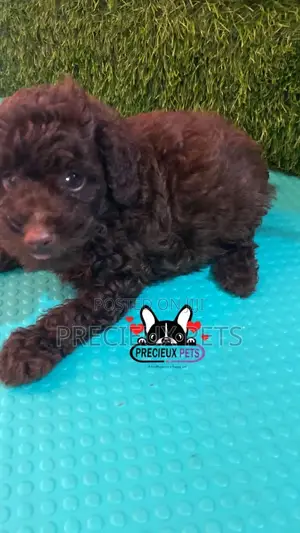 1-3 months Male Purebred Poodle