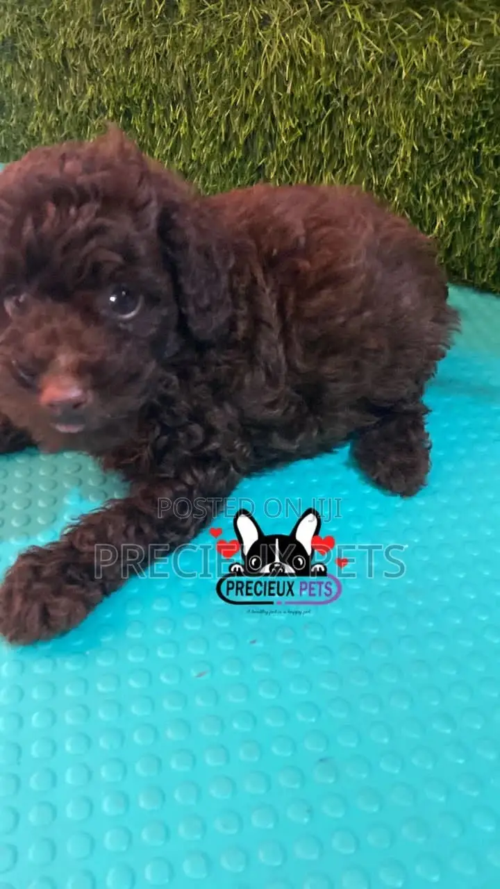 1-3 months Male Purebred Poodle