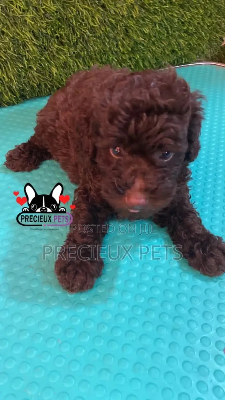 1-3 months Male Purebred Poodle