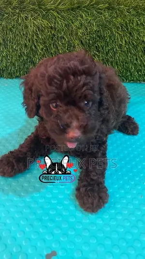 1-3 months Male Purebred Poodle