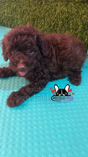1-3 months Male Purebred Poodle