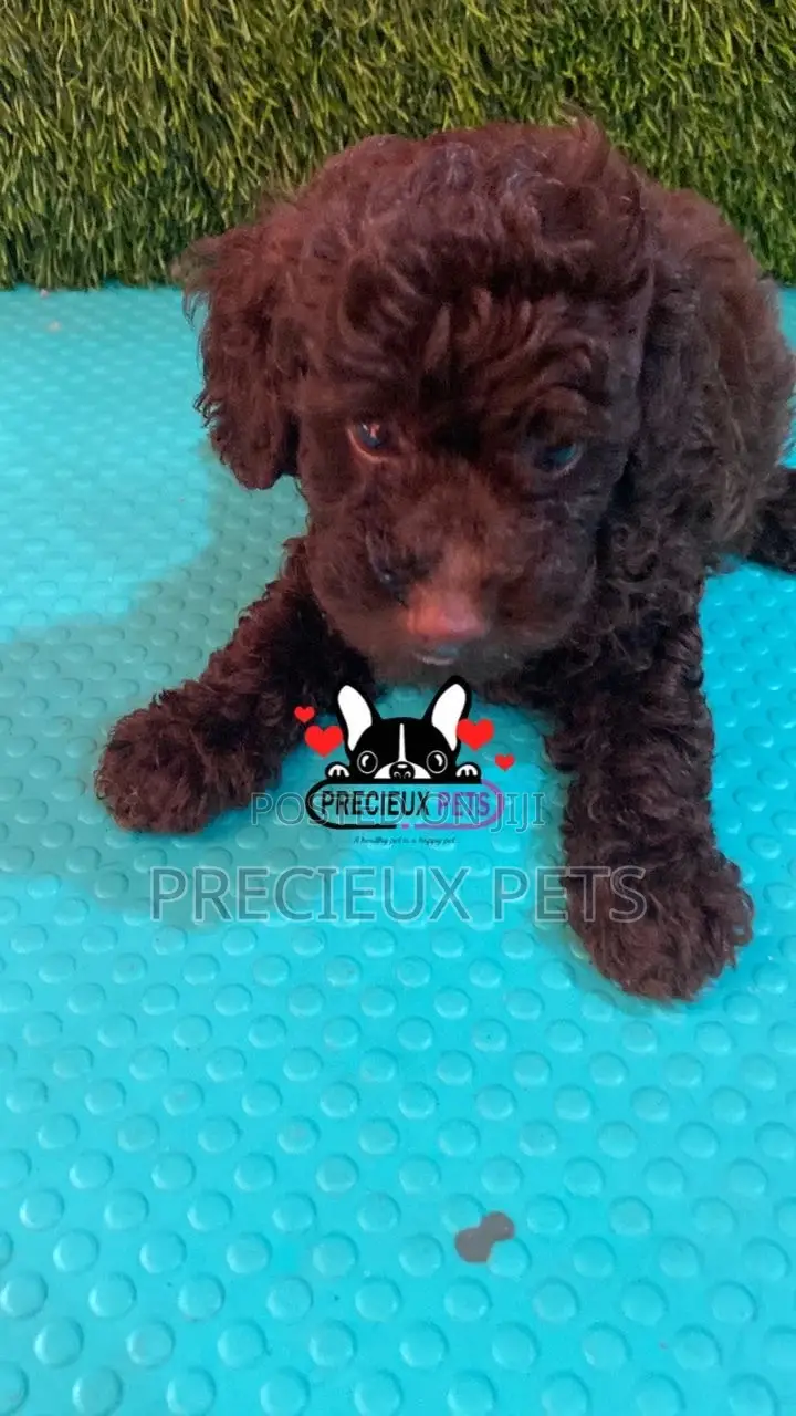 1-3 months Male Purebred Poodle